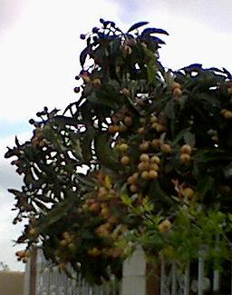 (image: loquat tree)